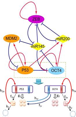 Quantification of the Underlying Mechanisms and Relationships Among Cancer, Metastasis, and Differentiation and Development